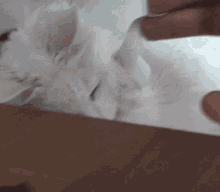 Yuki Maine Coon GIF - Yuki Maine Coon Cat GIFs