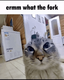 a cat is looking at the camera with the words ermm what the fork above it