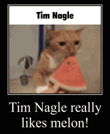 Tim Nagle Melon GIF - Tim Nagle Melon Cat GIFs