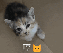 Angry Cat Cat Angry GIF