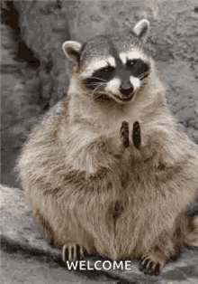 Bravo Raccoon GIF