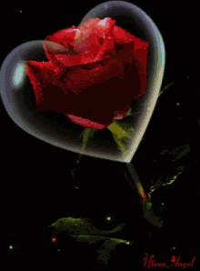 Rose Flowers GIF