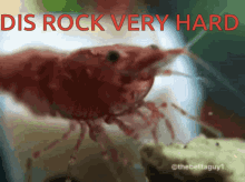Punch This Rock Very Heart GIF - Punch This Rock Very Heart Shrimp GIFs