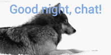 a black and white photo of a wolf with the words " good night chat " above it
