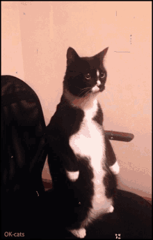 Cat Posted GIF - Cat Posted Standing GIFs