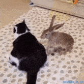 a cat and a rabbit are sitting on a rug .