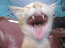 Laughing Cat Laughing GIF