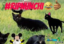 Nunchi Nunchier GIF - Nunchi Nunchier Cat GIFs