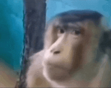 a close up of a monkey 's face looking out of a glass cage .