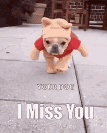 I Miss You Dog GIF - I Miss You Dog Running GIFs