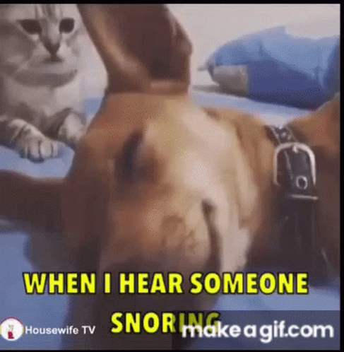 Stop Snoring GIF - Stop Snoring Dog - Discover & Share GIFs
