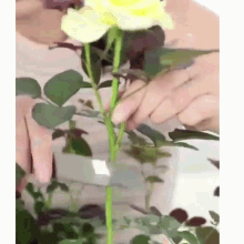 Cut Flower GIF - Cut Flower GIFs