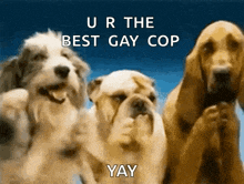 three dogs are standing next to each other with the words " ur the best gay cop yay " above them