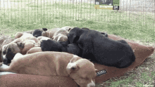 Dogs Pup GIF - Dogs Pup Puppies GIFs