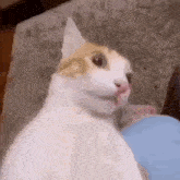 Cat Surprised GIF - Cat Surprised Cats GIFs