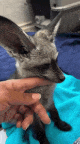 a person is holding a small fox in their hand