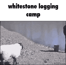 Whitestone Logging GIF - Whitestone Logging Camp GIFs