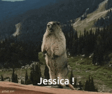 Jessica Marmotte GIF - Jessica Marmotte Call GIFs