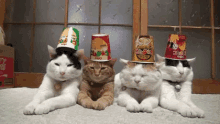被り物　ねこ　猫 GIF - Cats Hats GIFs