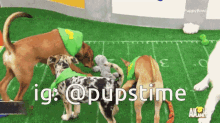 a group of dogs are playing on a football field with the caption ig : @pupstime