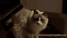 Look Uncharted GIF - Look Uncharted Stare GIFs