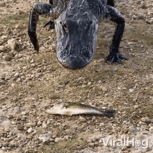 Alligator Not Interested In Food Viralhog GIF - Alligator Not Interested In Food Viralhog Alligator Walks Past The Feed GIFs