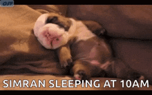 Bull Dog Puppy GIF - Bull Dog Puppy Sleep GIFs