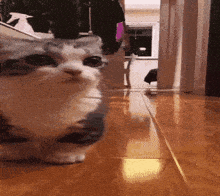 a cat is walking on a tiled floor in a room