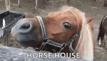 Horse Smile GIF