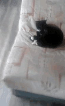 Mes Chat GIF - Mes Chat Cats GIFs
