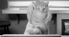 Cat Secretary GIF - Cat Secretary Typing GIFs