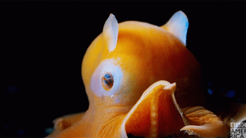 dumbo octopus baby