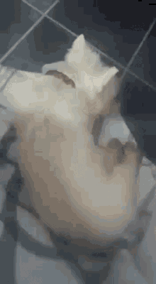 Westie Dog GIF - Westie Dog What GIFs