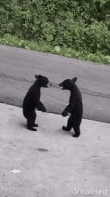 Bear Fight GIF
