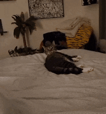 Cat Grooming Licking GIF