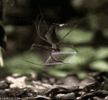 Spider Catching Its Prey With Spiderweb GIF