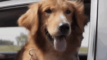 Doggy GIF - Dog A Dogs Purpose Golden Retriever GIFs