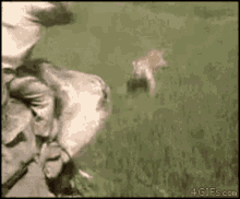 GIF