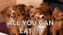 All You Can Eat Dog GIF - All You Can Eat Dog Tilt Head GIFs