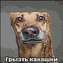 a picture of a dog with a caption in russian .