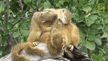 Nibbling Squirrels Seek Warmth In Winter By Snuggling GIF - Nibbling Squirrels Seek Warmth In Winter By Snuggling Nat Geo Wild GIFs