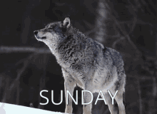 Sunday Wolf GIF - Sunday Wolf Howl GIFs