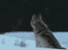 Howling Wolf GIF