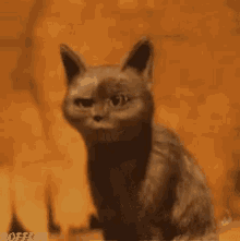 Cat Oooo GIF - Cat Oooo Oh GIFs