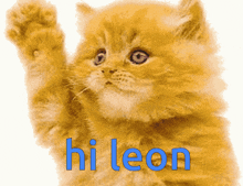 Hi Leon Hello GIF - Hi Leon Hi Hello GIFs