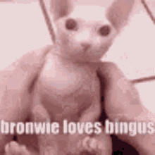 bronwie bingus binguscord love