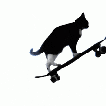 Shut Up And Come Play Lolke Polke Cat Skater Huo 1881 GIF - Shut Up And Come Play Lolke Polke Cat Skater Huo 1881 GIFs