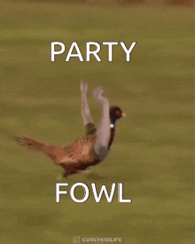 Party Fowl Party Fowl Bird GIF - Party Fowl Party Fowl Bird Bird GIFs