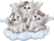 angel kittens