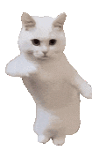 small-dancing-white-cat-dance-funny.gif